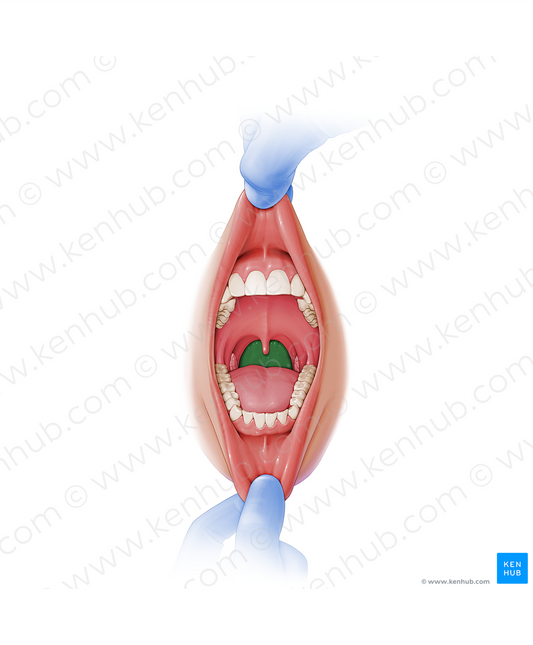 Posterior wall of pharynx (#7651)