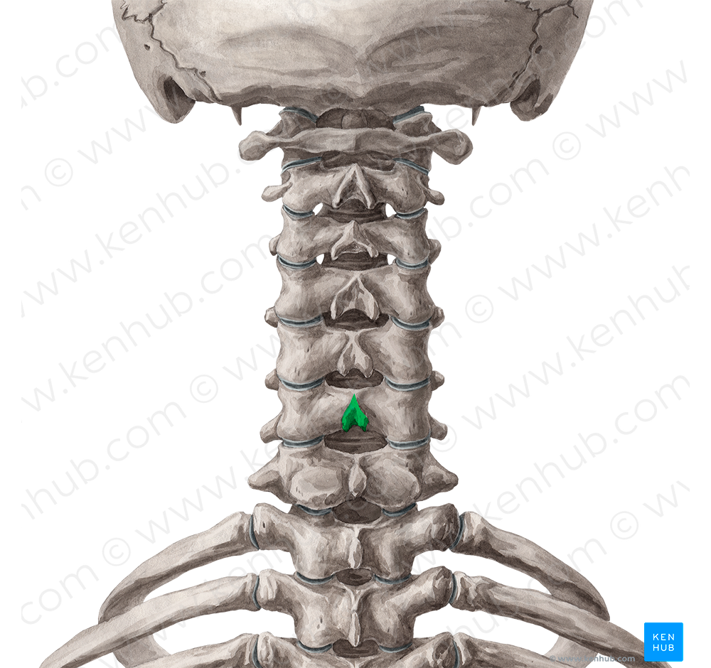 Spinous process of vertebra C6 (#8294)