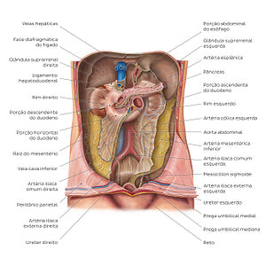 Retroperitoneum (Portuguese)