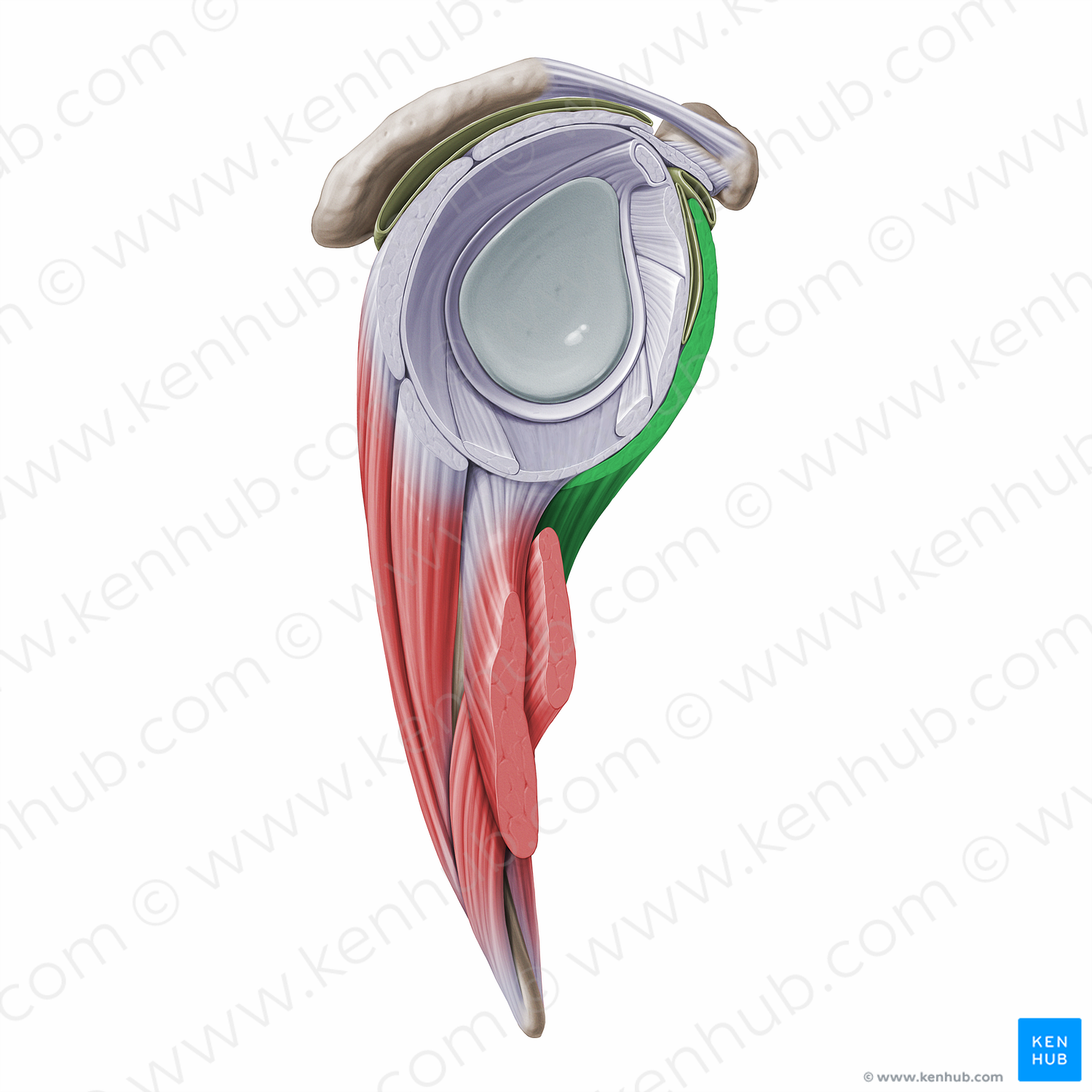 Subscapularis muscle (#16269)