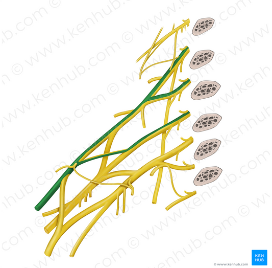 Musculocutaneous nerve (#6581)