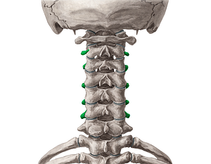 Transverse processes of vertebrae C2-C6 (#8313)