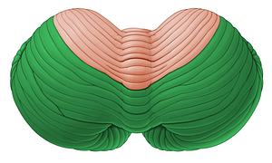 Posterior lobe of cerebellum (#4854)