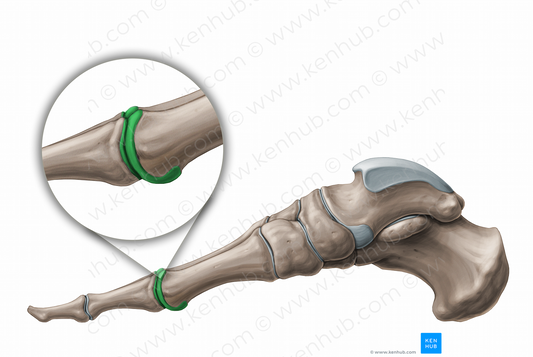 Metatarsophalangeal joints (#11236)