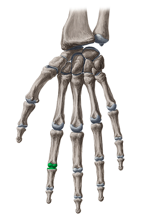 Proximal interphalangeal joint of 2nd finger (#2019)