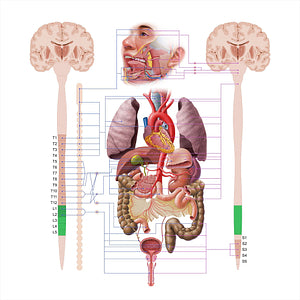 Lumbar part of spinal cord (#18573)