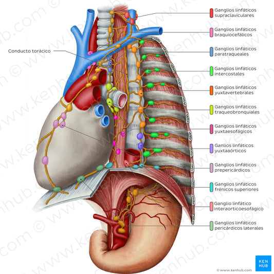 Lymphatics of the mediastinum (Spanish)