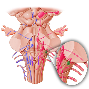 Posterior cochlear nucleus (#7179)