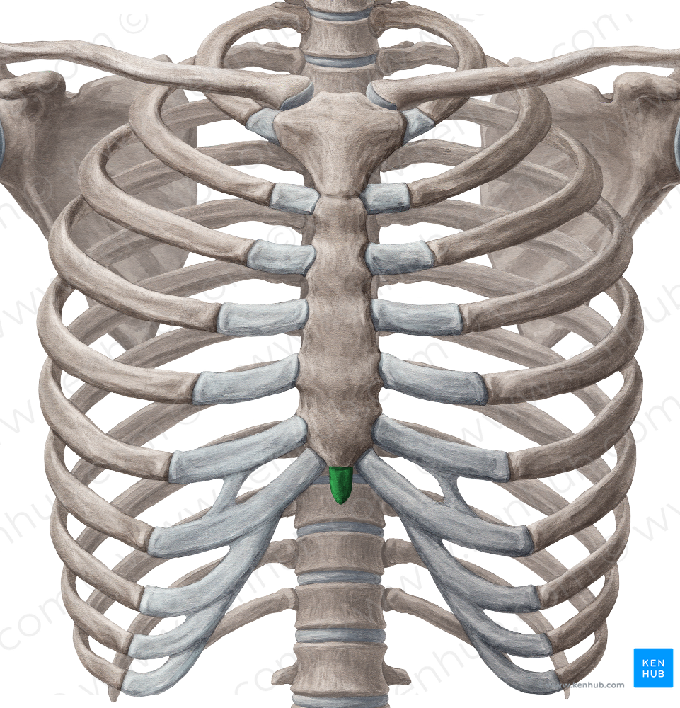 Xiphoid process of sternum (#8358)