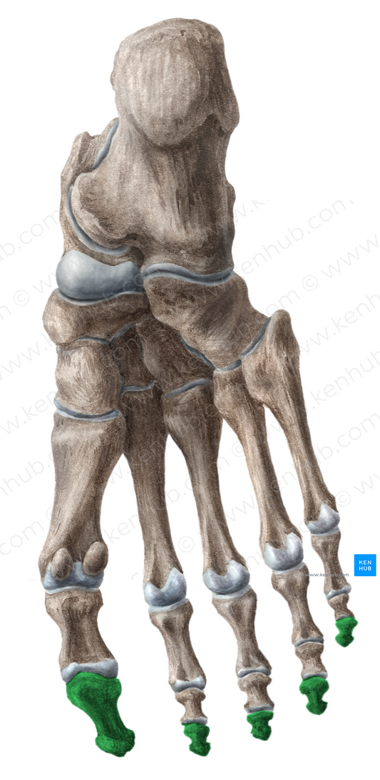 Distal phalanges of foot (#7887)