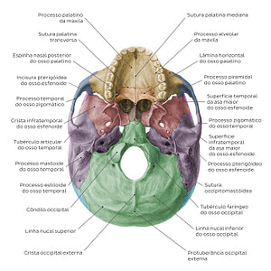 Inferior base of the skull - Landmarks - Colored (Portuguese)