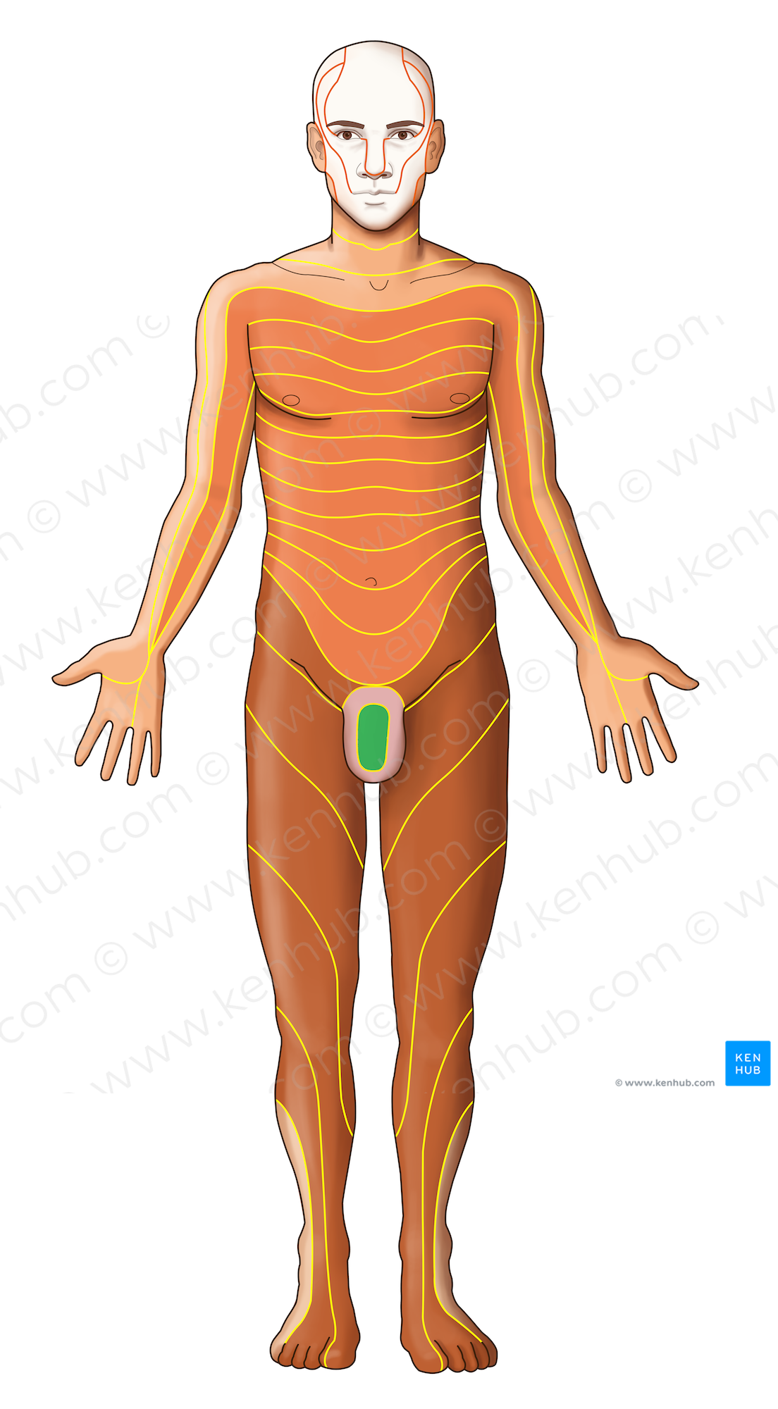 S3 dermatome (#13078)