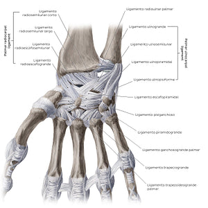 Ligaments of the wrist and hand: Palmar view (Spanish)