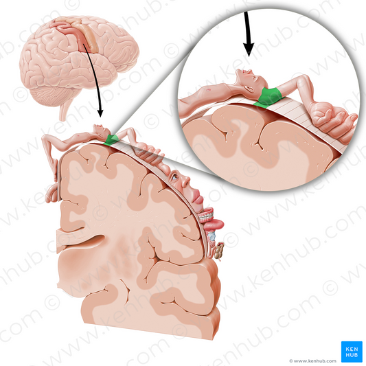 Sensory cortex of shoulder (#11060)