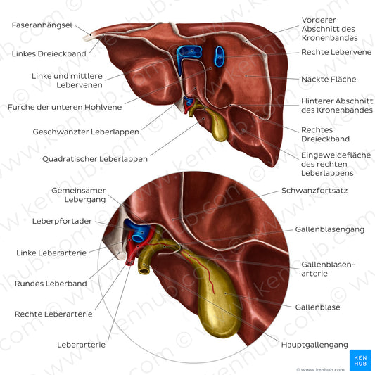 Posterior view of the liver (German)