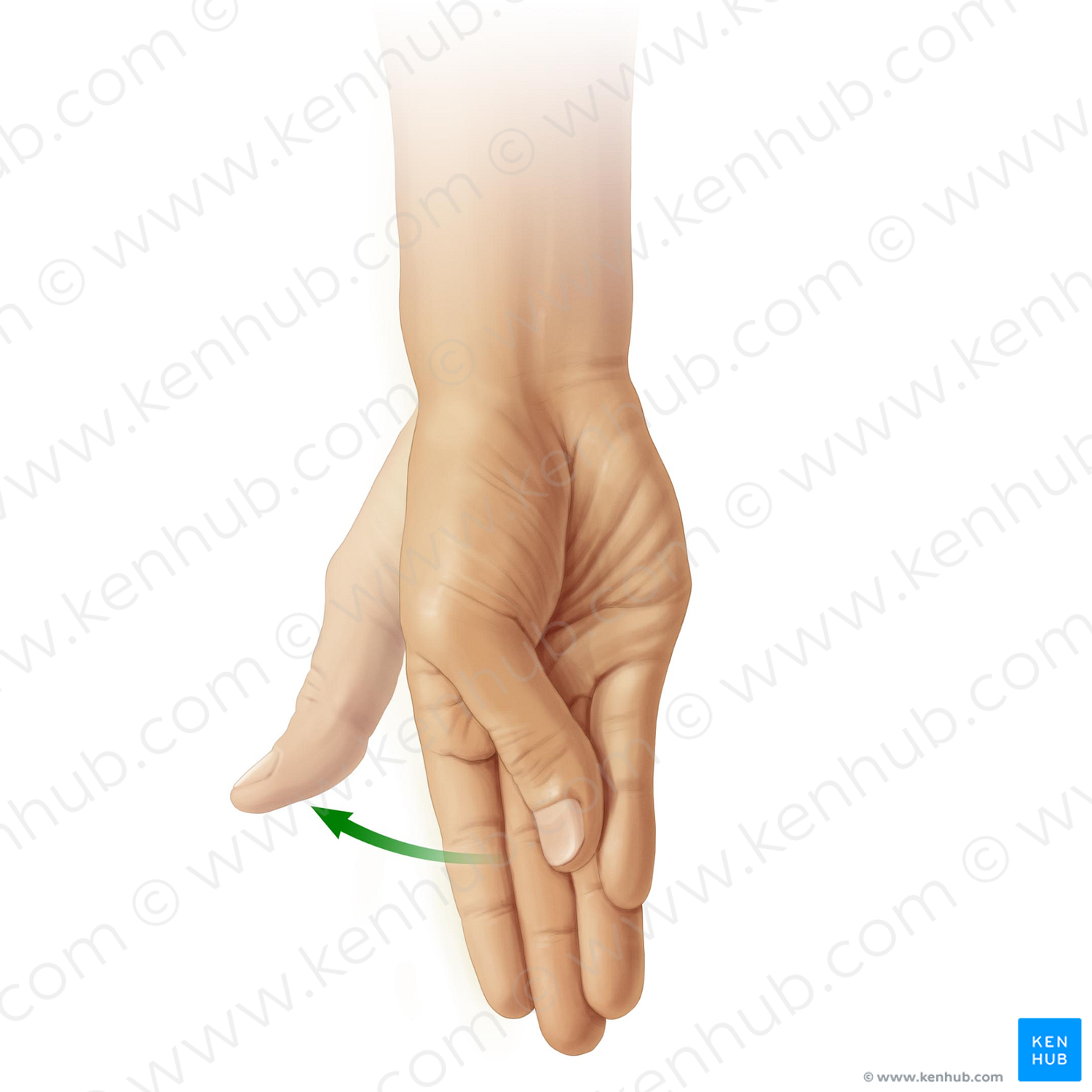 Reposition of thumb (#11035)