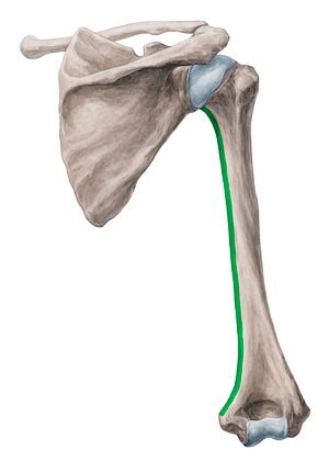 Medial border of humerus (#19941)