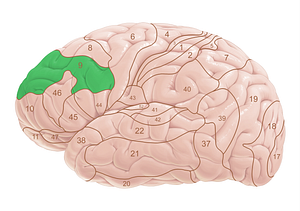 Brodmann area 9 (#18017)