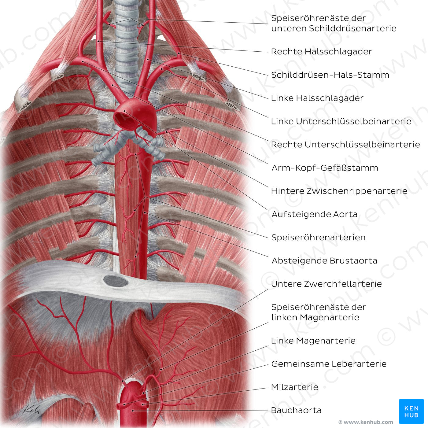 Arteries of the posterior thoracic wall (German)