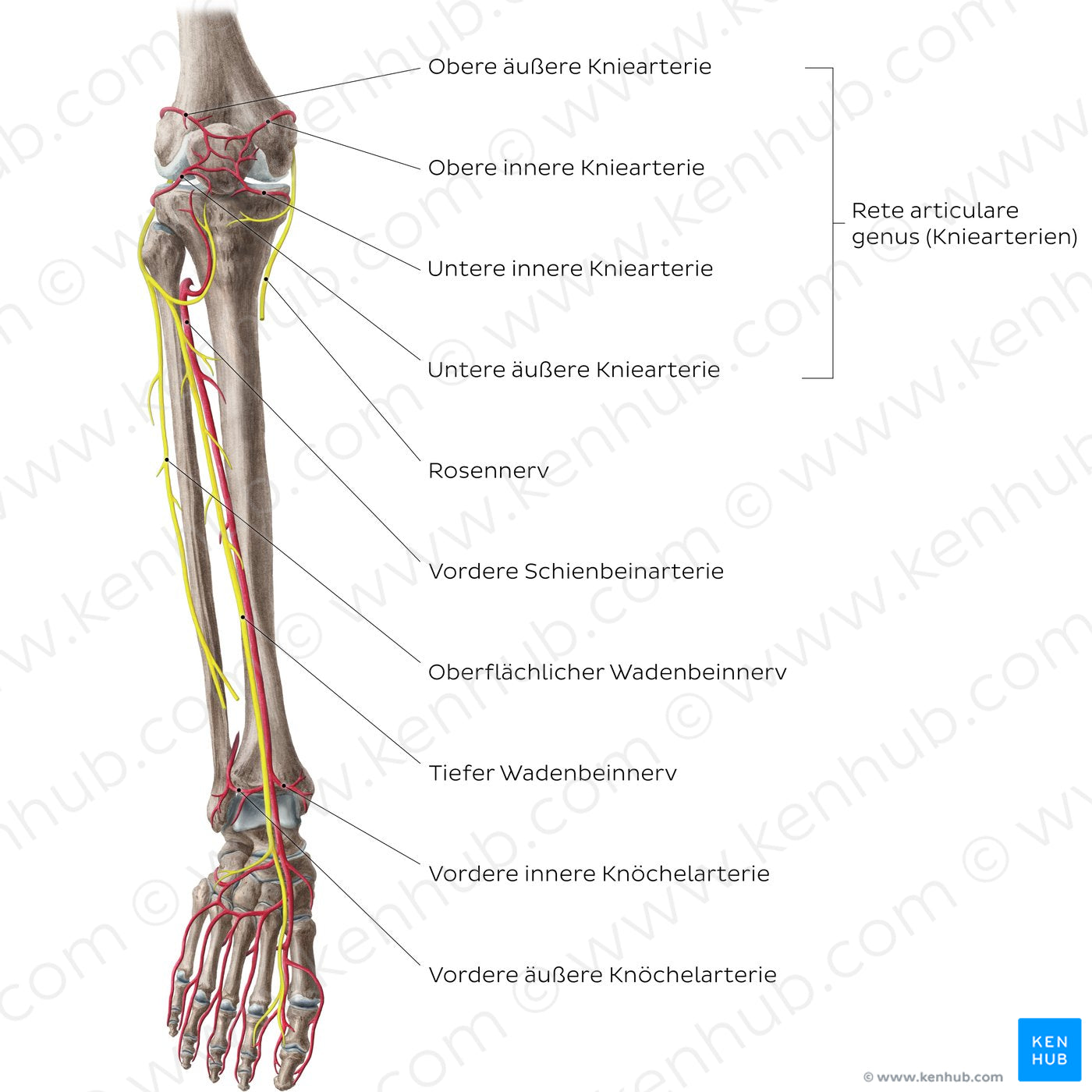 Neurovasculature of the leg and knee (anterior view) (German)