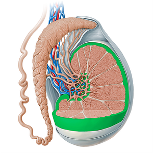 Tunica albuginea of testis (#13525)
