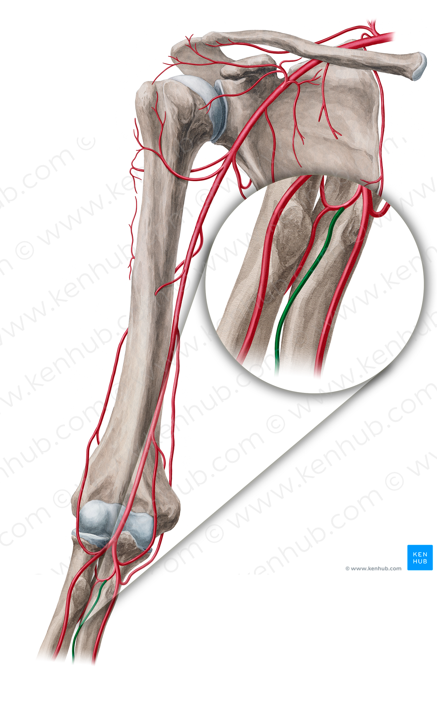 Anterior interosseous artery (#18846)