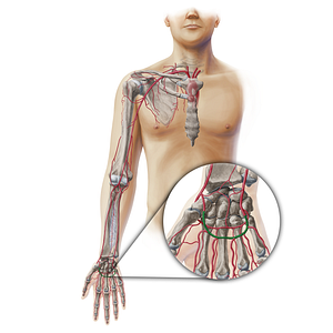 Superficial palmar arch (#19348)