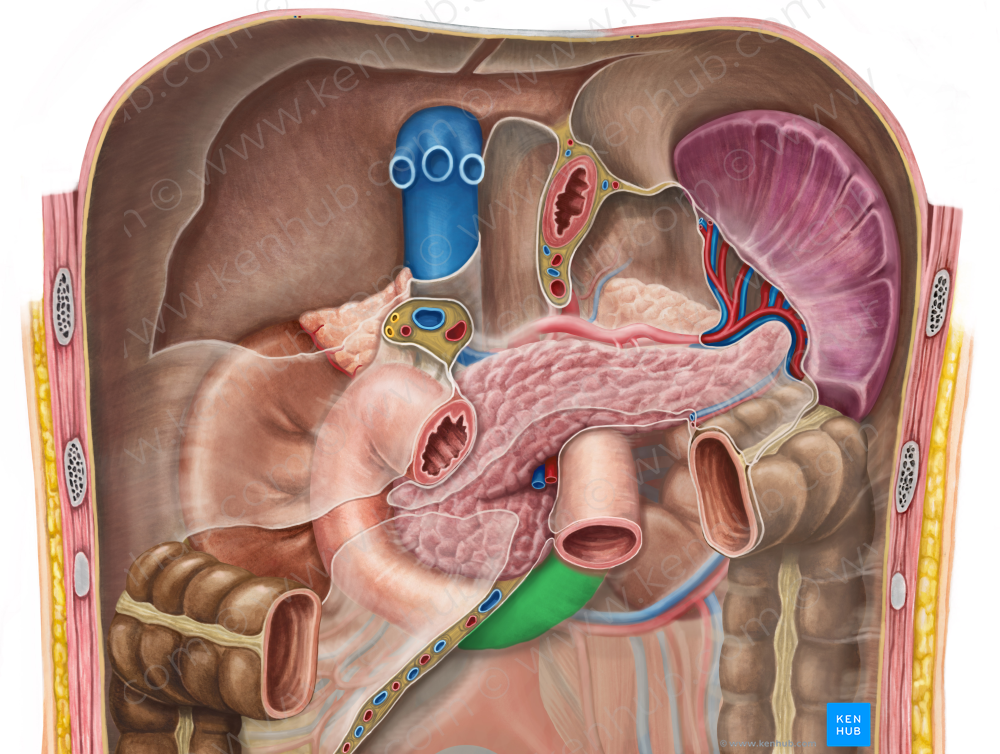 Ascending part of duodenum (#7664)