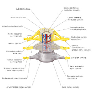 Spinal membranes and nerve roots (Latin)