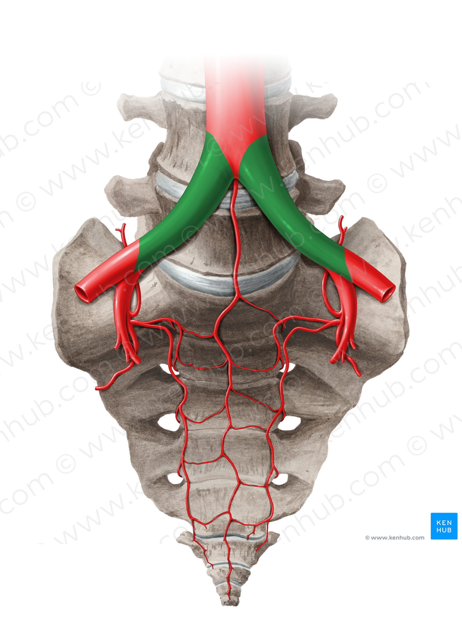 Common iliac artery (#14053)