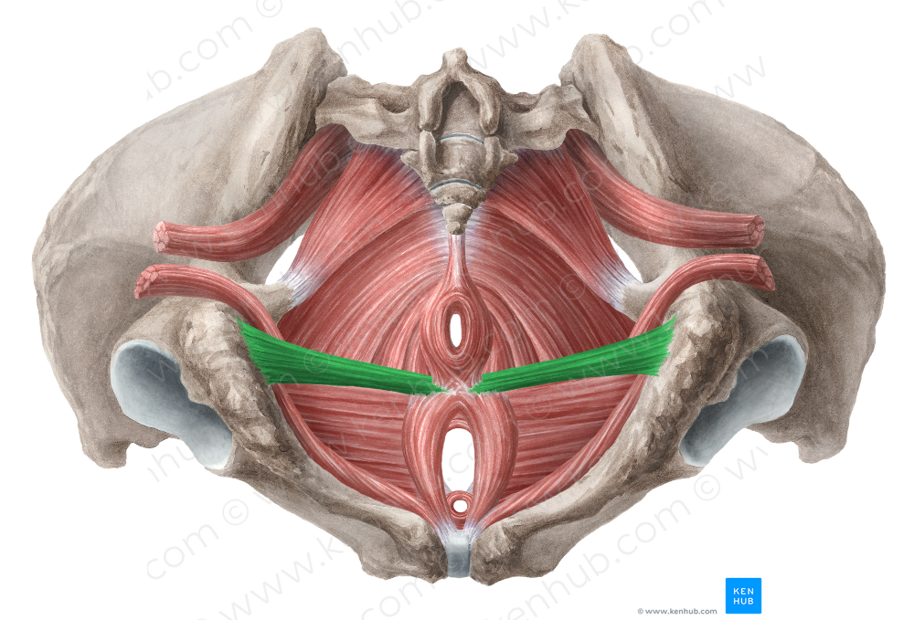 Superficial transverse perineal muscle (#6125)
