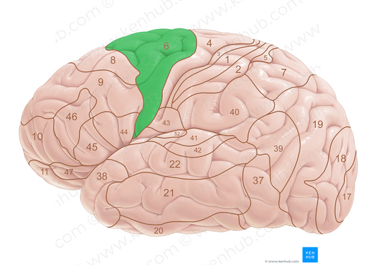 Brodmann area 6 (#18011)