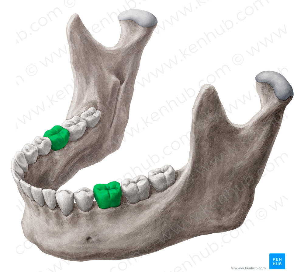 1st molar tooth (#3213)