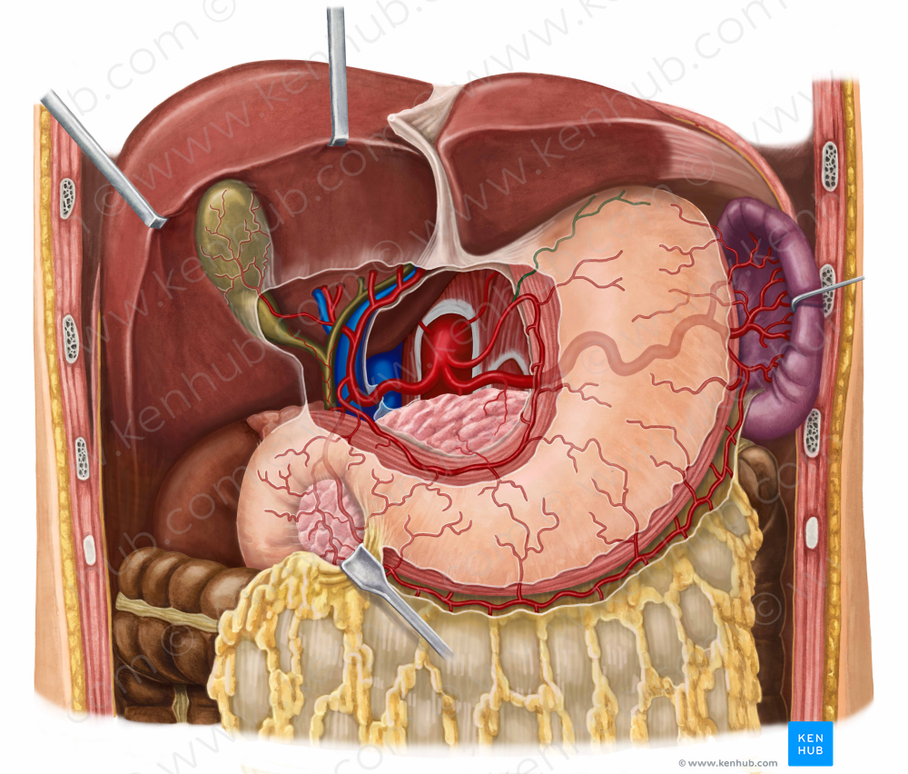 Esophageal branches of left gastric artery (#8527)