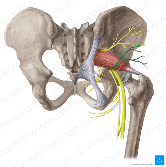 Inferior gluteal nerve (#6446)