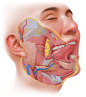 Buccal branches of facial nerve (#8474)