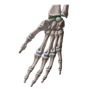 Carpal articular surface of radius (#21341)