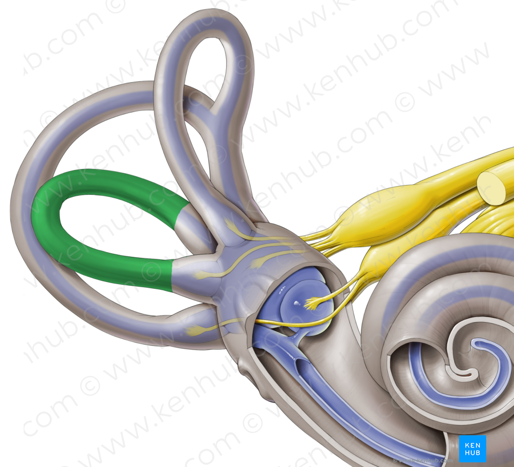 Lateral semicircular canal (#2346)