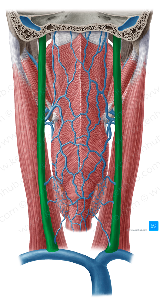 Internal jugular vein (#10365)