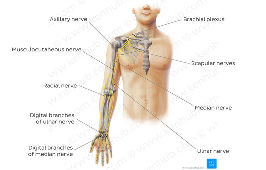 Main nerves of the upper limb - anterior (English)