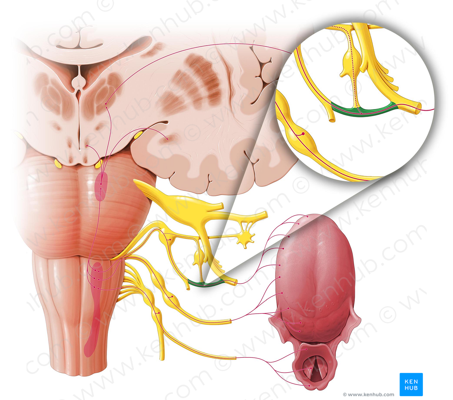 Chorda tympani (#2613)