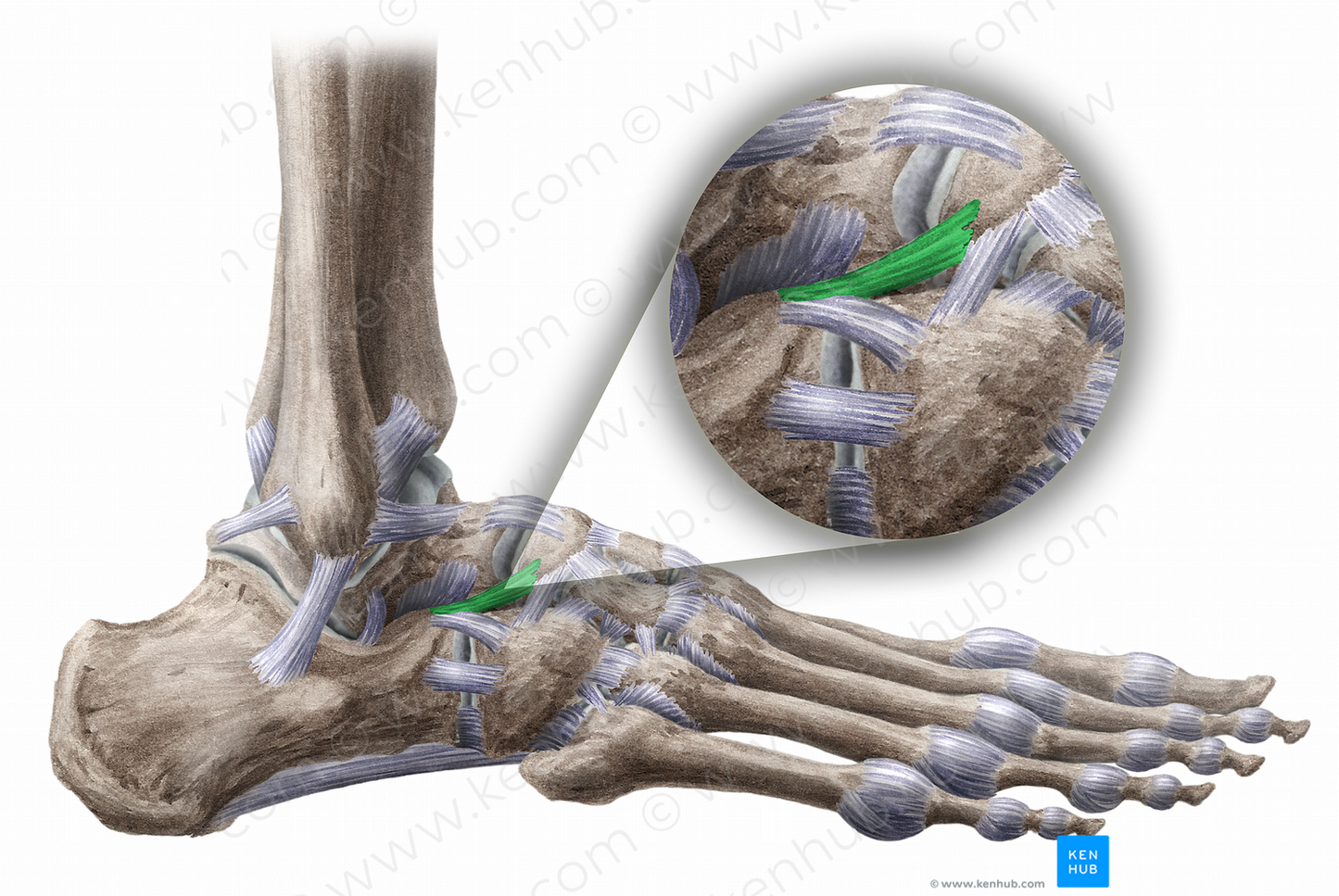 Calcaneonavicular ligament (#11473)