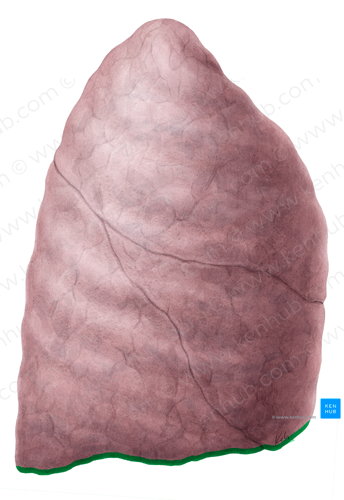 Inferior border of right lung (#4930)