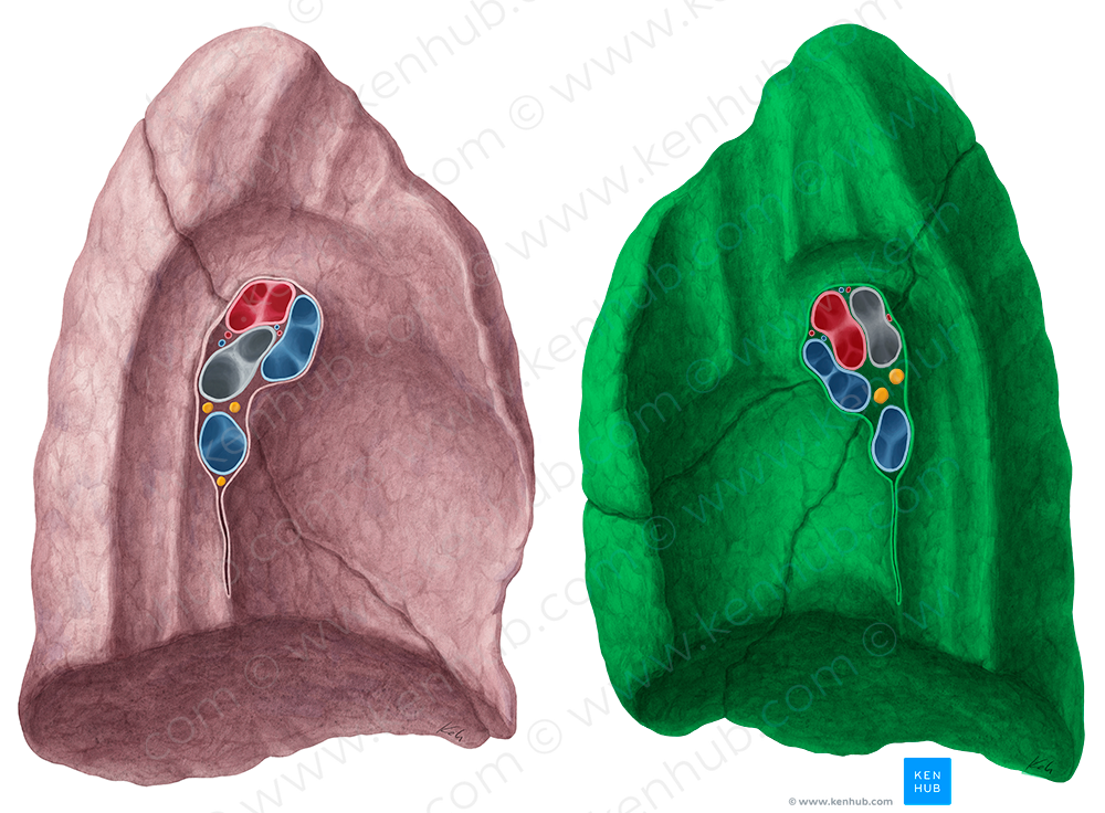 Right lung (#8399)