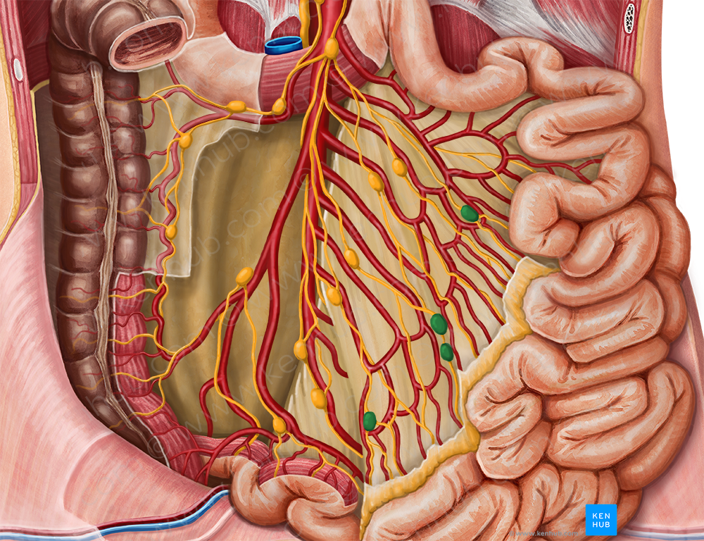 Juxtaintestinal lymph nodes (#7043)