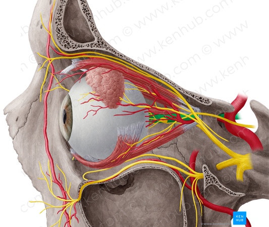 Optic nerve (#6640)