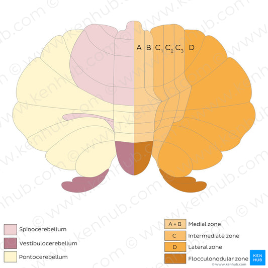 Cerebellum - divisions and zones (schematic) (English)