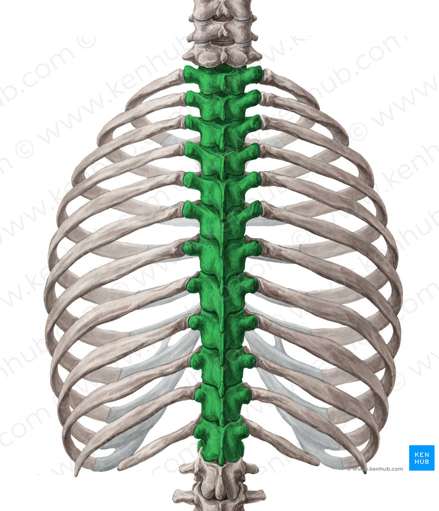 Thoracic vertebrae (#10752)