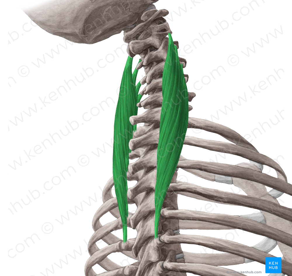 Longissimus cervicis muscle (#5574)