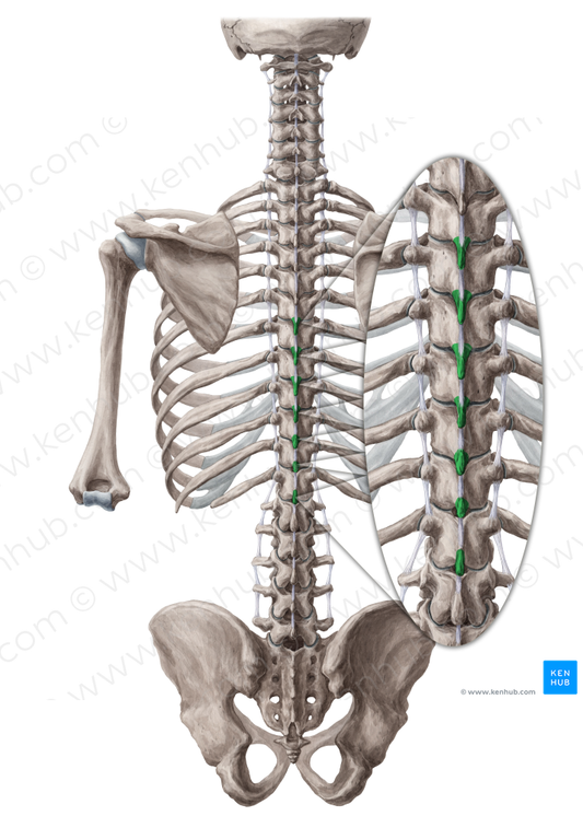 Spinous processes of vertebrae T6-T12 (#8280)